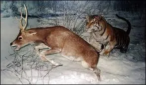 Le tigre chasse plutt :