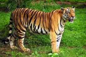 Quiz Tigres