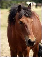 Comment se nomme la robe de ce cheval ?