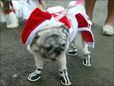 Une errance sans domicile fixe !