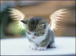 Quel chat ne reviendra jamais dans la fort aprs le long voyage ?