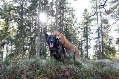 Ces deux chiens ont t levs ensemble, ils s'adorent !