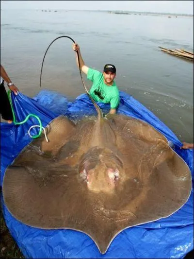 Hein, vous ne pensiez pas qu'une sole pouvait devenir aussi grosse ? Et bien la photo vous prouve que si !