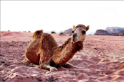 Quand  celui-ci, c'est un dromadaire !