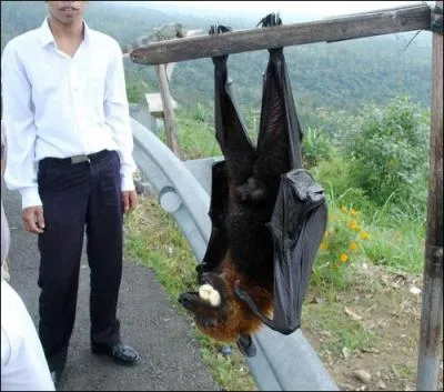Cette photo a t prise durant un canular de Rmi Gaillard, dguis en chauve-souris !