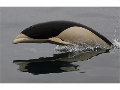 Comme vous ne l'ignorez pas, ce poisson, que l'on appelle orque, fait partie de la famille des dauphins !