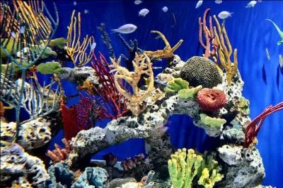 En dehors des poissons, il y a d'autres animaux sur cette vue sous-marine !