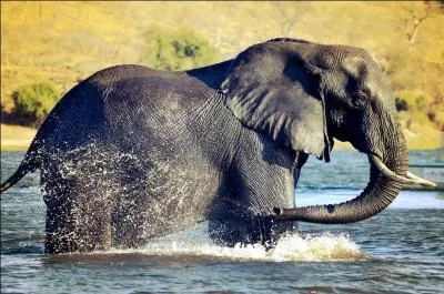 Comme vous pouvez le constater sur la photo, cet lphant d'Asie adore prendre un bain !