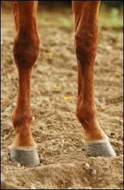  quel animal appartiennent ces pattes (jambes) ?
