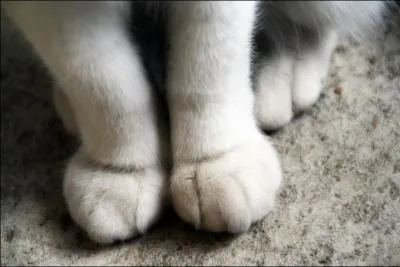  quel animal sont ces pattes toutes dodues ?