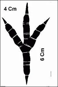  quel oiseau appartient cette patte ?