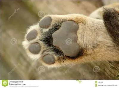 Quel flin a pareille patte ?