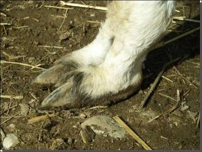  quel animal appartiennent ces pattes ?