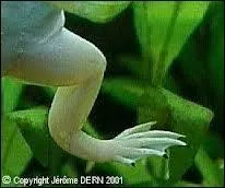  quel amphibien est cette patte ?