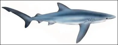 Le requin bleu (la peau du dos est bleute) est prsent dans tous les ocans et les mers du monde. Quel est son mode de reproduction ?