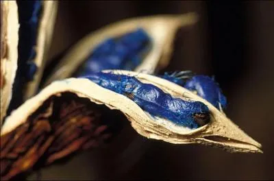 L'arbre du voyageur (Madagascar) possde une vritable curiosit dans le monde vgtal. Ses fruits, lorsqu'ils s'ouvrent, laissent apparatre de grosses graines couvertes d'un tissu charnu d'un bleu intense. Pourquoi ce fruit s'est-il color en bleu ?