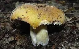 Quel est ce champignon jaune ?