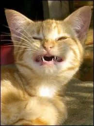 Que signifie : "rire jaune" ?