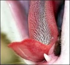 Je suis toujours noire mais je peux tre blanche. Qui suis-je ?