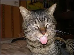 Quelle est la moiti de 4 plus 4 ?