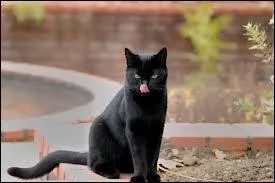 J'habite un palais. Je peux porter une couronne mais pourtant je ne suis ni une reine ni un roi. Qui suis-je ?