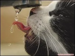 Je ne respire jamais mais j'ai beaucoup de souffle. Qui suis-je ?