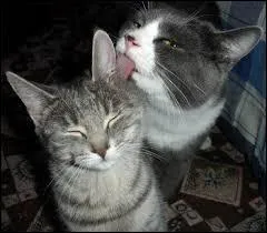 Arrache-moi, griffe ma tte et du rouge viendra le noir. Qui suis-je ?