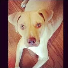 Et oui, elle aussi fait partie de la famille Somerhalder ! Comment s'appelle la chienne de Ian ?