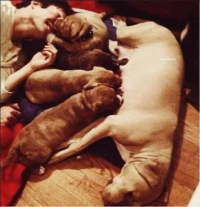 Combien a-t-elle eu de chiot(s) ?