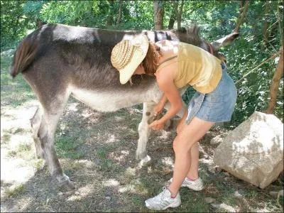 Quand on passe le cure-pied quelle partie du cheval ne faut-il pas toucher ?