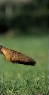  quel individu malin appartient cet appendice caudal ?