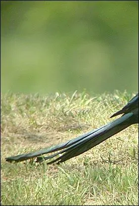 Quel est l'animal dont une extrmit se termine par cette queue ?