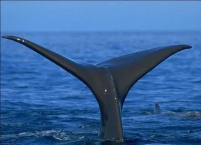 Qui est propritaire de cette queue ?