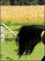  qui appartient cet appendice caudal ?