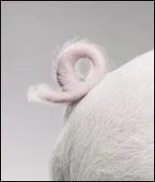 Quel est l'animal dont une extrmit se termine par cette queue ?