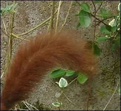 Quel est l'animal prvoyant dont une extrmit se termine par cette queue ?
