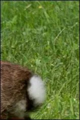 Qui est propritaire de cette queue bien courte ?