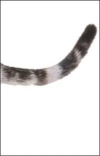  qui appartient cet appendice caudal majestueux ?