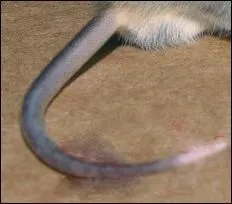 Quel est l'animal dont une extrmit se termine par cette queue ?