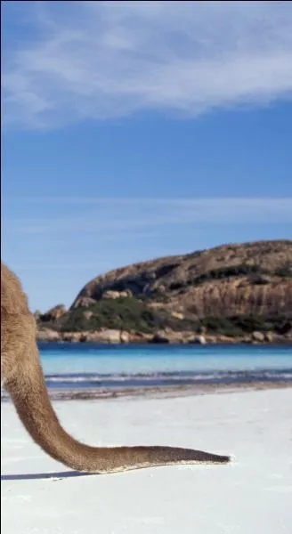 Qui est propritaire de cette queue autant quilibre qu'quilibrante ?