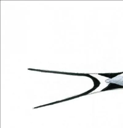 Quel est l'animal dont une extrmit se termine par cette queue tandis que de l'autre ct, on tombe sur un bec ?