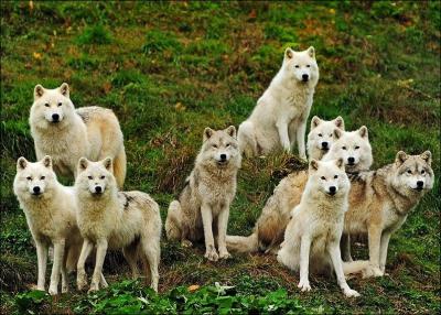 Comment appelle-t-on des loups en groupe ?