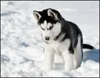 Comment s'appelle la race de chien qui ressemble  un loup ?