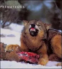 Combien le loup mange-t-il en moyenne ?