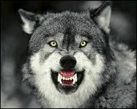 Les loups aiment avoir un chef ...