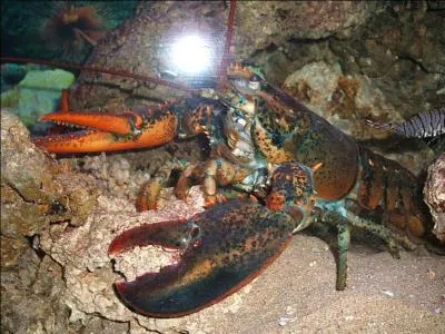 Petite question d'anatomie sur le homard. O se trouvent ses dents ?