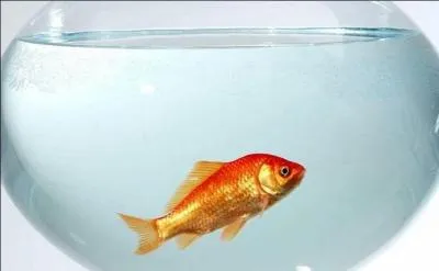 A vous de trouver l'auteur d'une loi interdisant l'utilisation des bocaux pour  hberger  les poissons rouges !