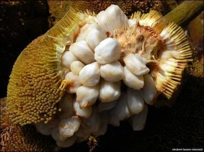 Ce fruit se nomme  marang  ou  tarap , de quel autre fruit rappelle-t-il la saveur ?