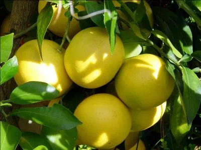 Quel est ce fruit qui peut atteindre 20 cm de diamtre ?