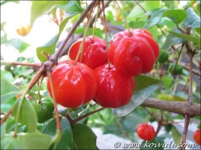 Que sont ces fruits de la famille des myrtaces ?